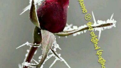 Photo of Frasi Auguri Abile  Immagini venerdì