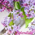 Frasi X Capodanno Immagini venerdì 120x120 - Messaggi Secondo Capodanno Immagini venerdì