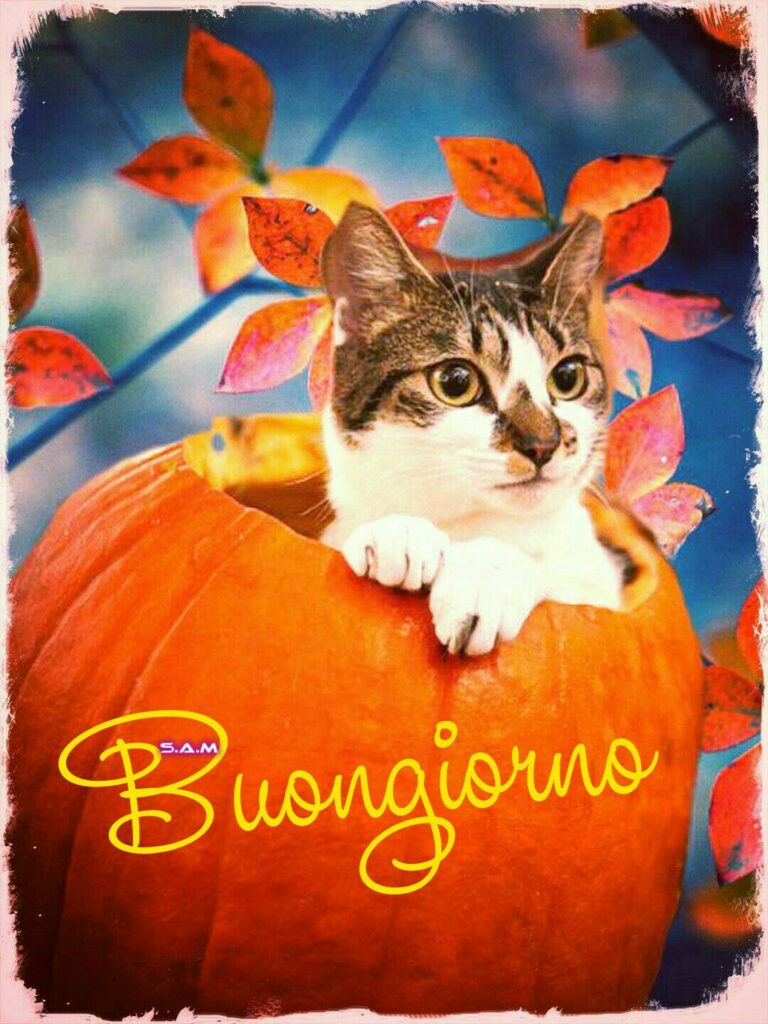 Augurare Buongiorno Divertente Immagini 768x1024 - Augurare Buongiorno Divertente Immagini