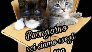 Photo of Buongiorno A Una Persona Speciale Immagini