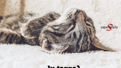 Photo of Buongiorno Amore Frasi Immagini