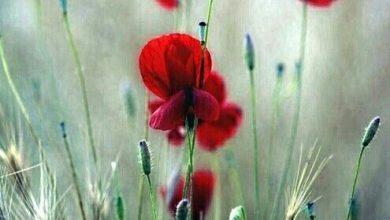 Photo of Cartoline Buongiorno Romantiche Immagini