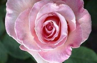Photo of Cuori Cuore Amore Immagini