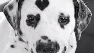 Photo of Cuori Cuore Gif