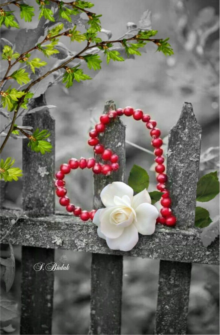Cuori Disegno Cuore 768x1168 - Cuori Disegno Cuore