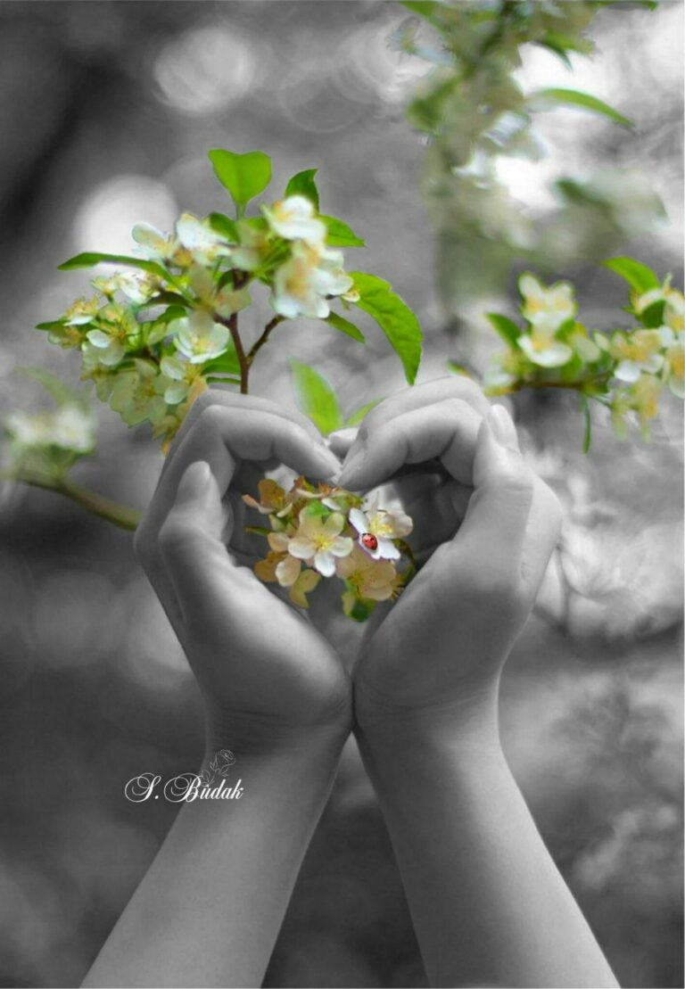 Cuori Foto Cuori Bellissimi 768x1109 - Cuori Foto Cuori Bellissimi