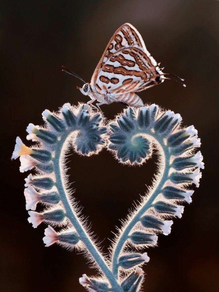 Cuori Foto Cuori Innamorati 768x1021 - Cuori Foto Cuori Innamorati