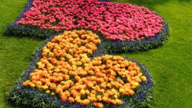 Photo of Cuori Foto Passione Amore
