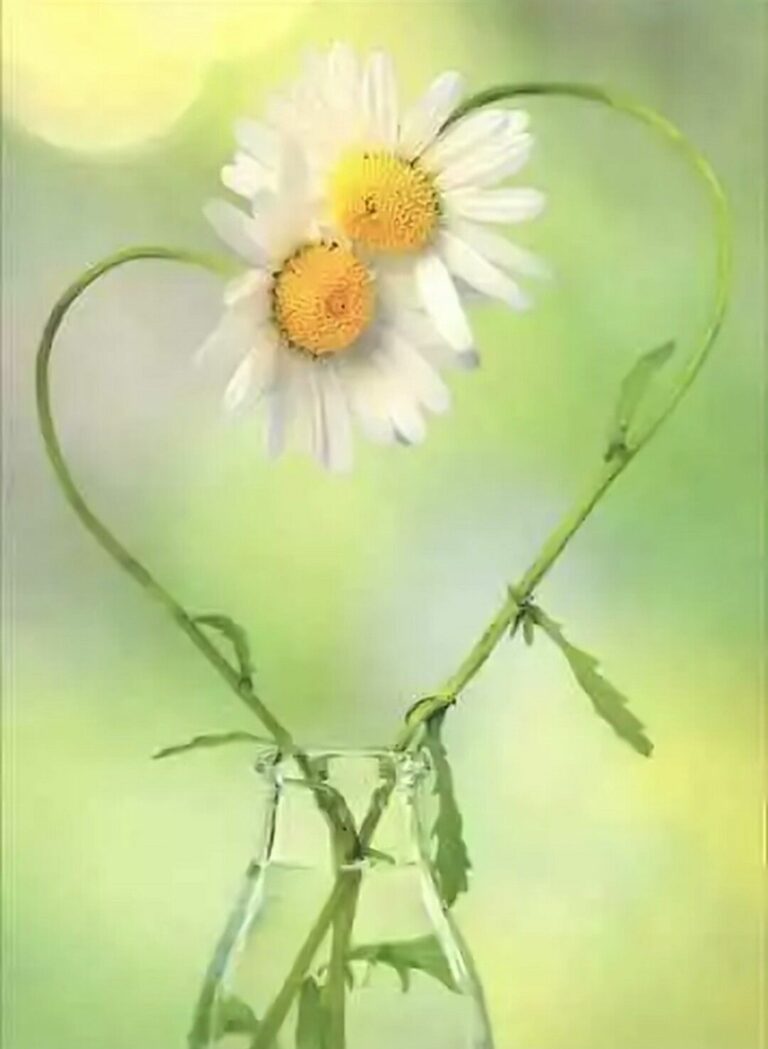 Cuori Imagini Bellissimi 768x1049 - Cuori Imagini Bellissimi