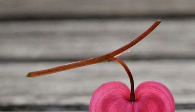 Photo of Cuori Imagini De Amore