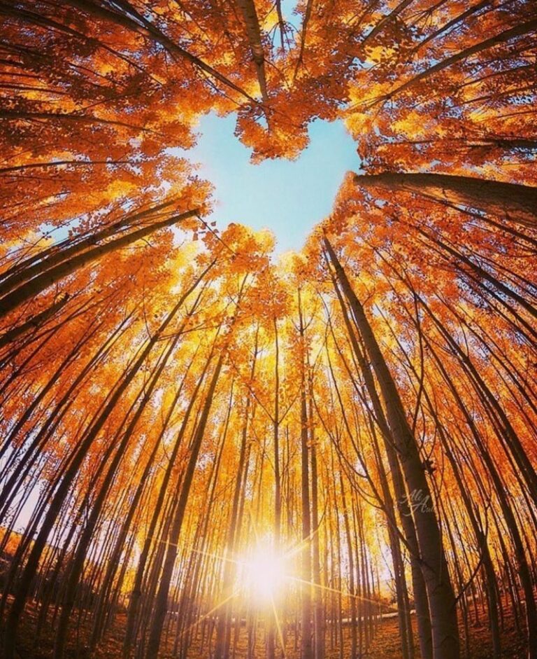 Cuori Immagini Amore Da Scaricare 768x941 - Cuori Immagini Amore Da Scaricare