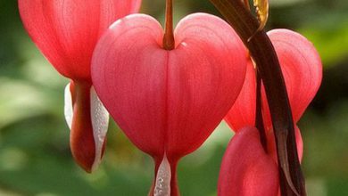 Photo of Cuori Immagini Con Amore