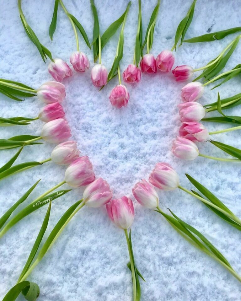 Cuori Immagini Da Innamorati 768x959 - Cuori Immagini Da Innamorati
