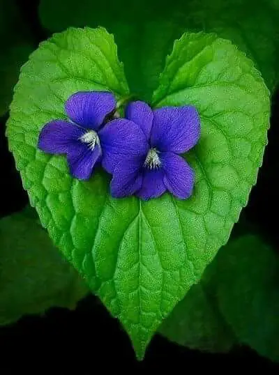 Cuori Immagini Di Un Cuore Rosso - Cuori Immagini Di Un Cuore Rosso