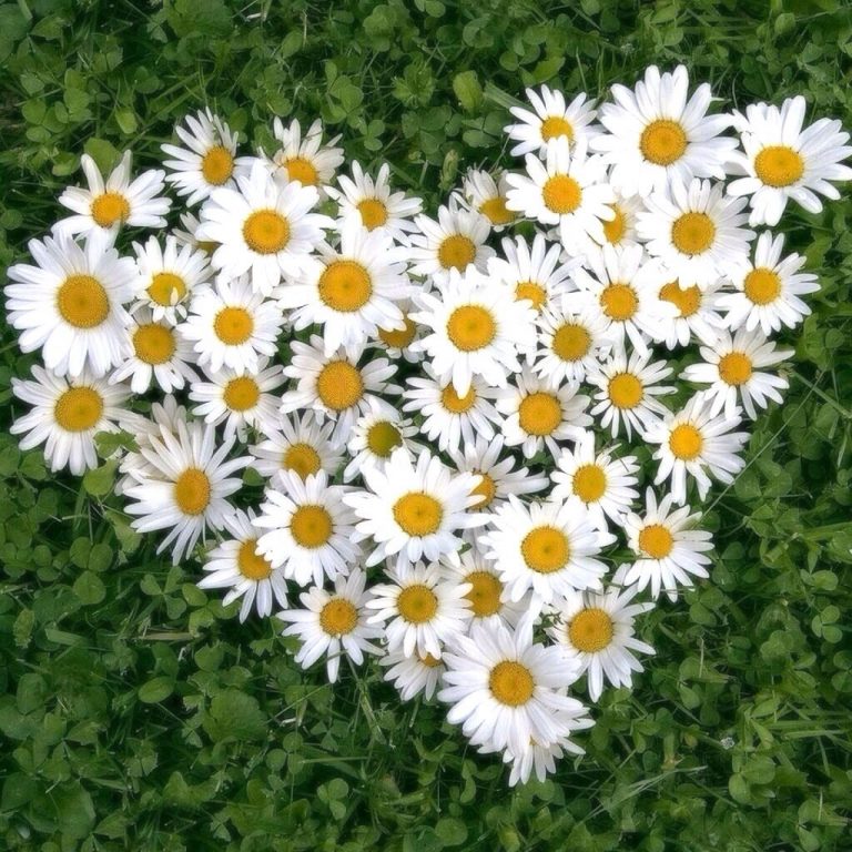 Cuori Immagini Per Amici 768x768 - Cuori Immagini Per Amici