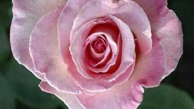 Photo of Cuori Immagini Sacro Cuore