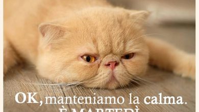 Photo of Di Martedì Martedì Immagini