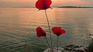 Photo of Frasi Di Buongiorno Con Immagini Buona Serata Immagini